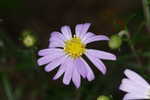 Flaxleaf whitetop aster